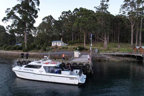 Cougar Cat 40