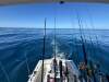 Black Watch 26 Sport Fish - 14