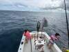 Black Watch 26 Sport Fish - 11